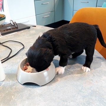 Deolinda eet vlees uit bakje