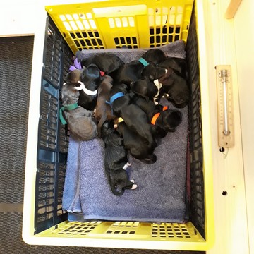 Elftal puppy's